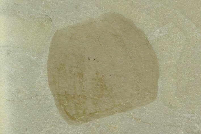 Mississippian Fossil Sea Squirt (Tunicate) - Montana #130251